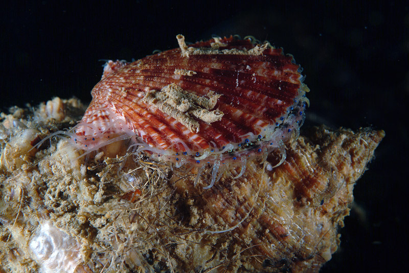 Chlamys opercularis